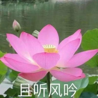 双彩网下载手机版